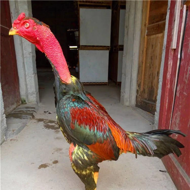 越南半斤左右纯种鬼子斗鸡半斤左右斗鸡