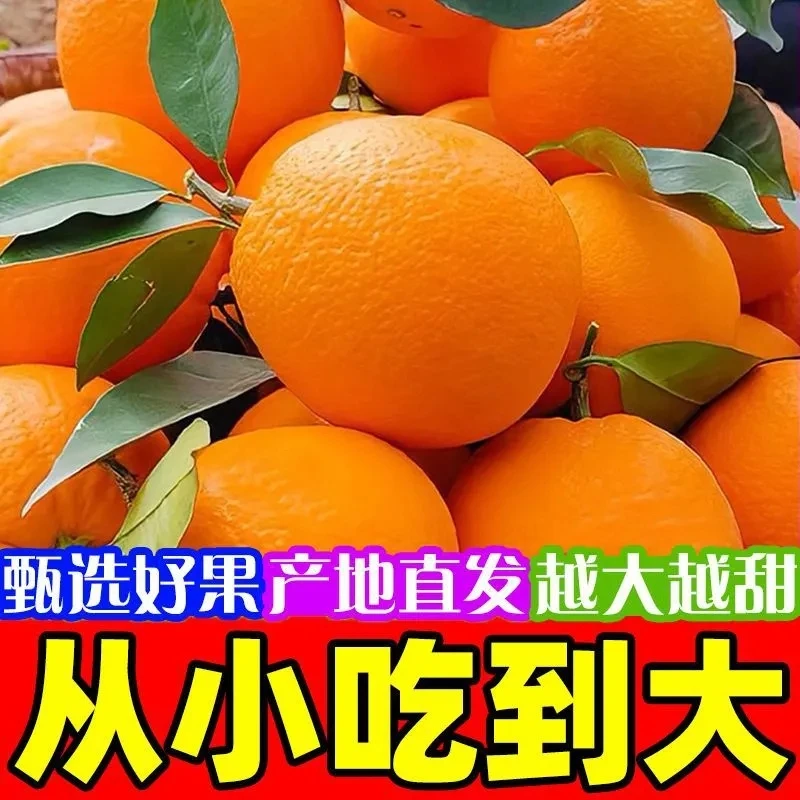 四川脐橙 爆甜多汁 新鲜采摘 现摘现发