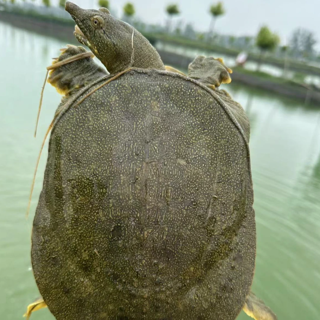 正宗外塘野养青黄老鳖 顺丰京东鲜活到家 组合装死亡包赔
