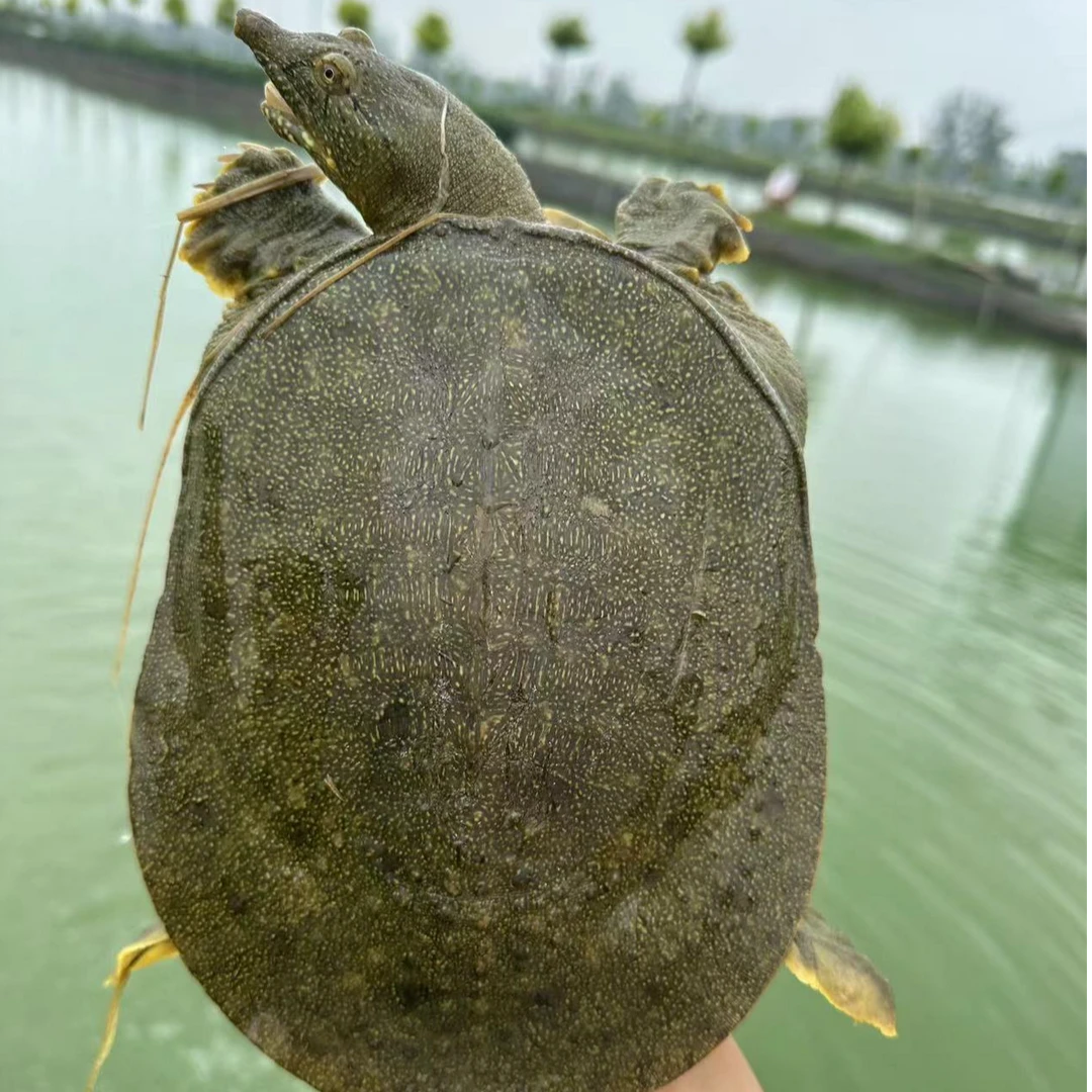 正宗外塘野养青黄背老鳖 甲鱼 顺丰京东鲜活到家 死亡包赔