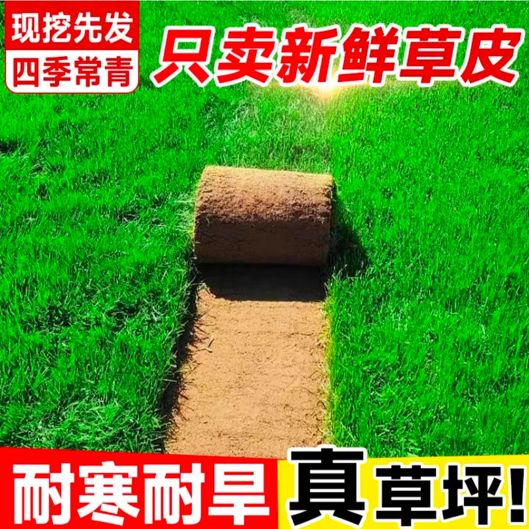 带泥土真草坪草皮庭院别墅绿化景观造型大型工程基地现铲现销包邮