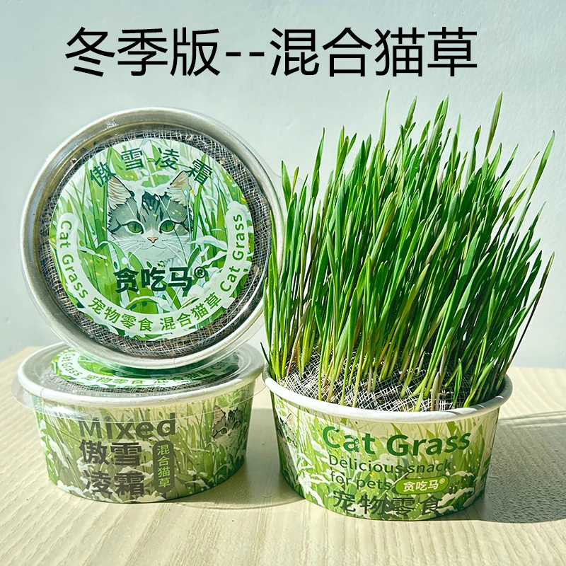 贪吃马冬季猫草50g罐头适合冬天冬季生产无土猫草水培营养化毛