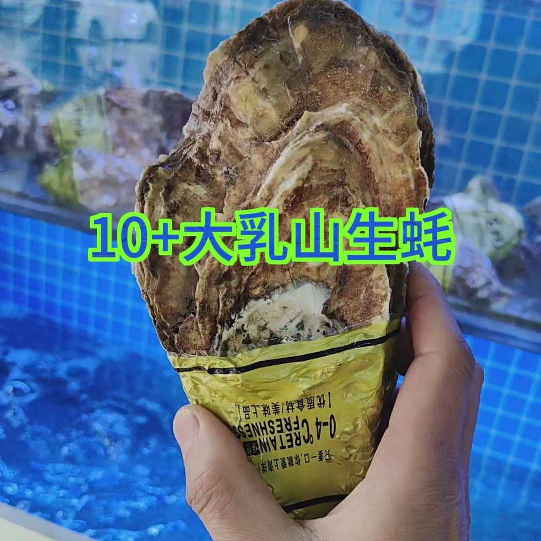 乳山大生蚝10+规格一份一只