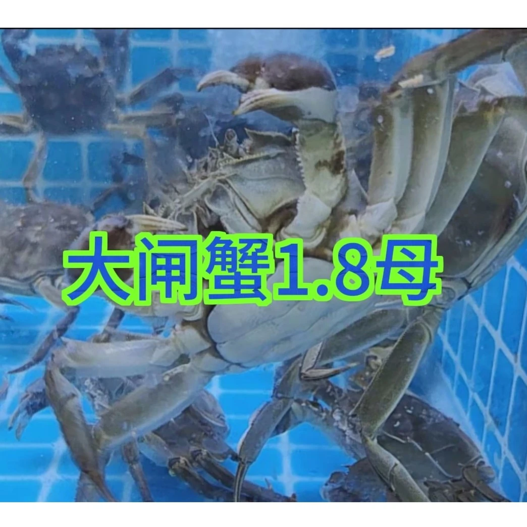 江苏大闸蟹1.8母规格一份一只