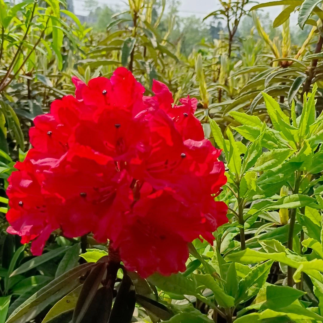 马缨杜鹃花   13年   籽播苗