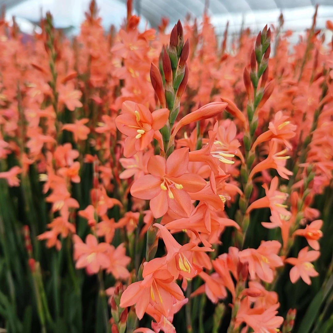喵小痩 沃森Watsonia 秋植球根 多年生 花色经典直立型好 对版