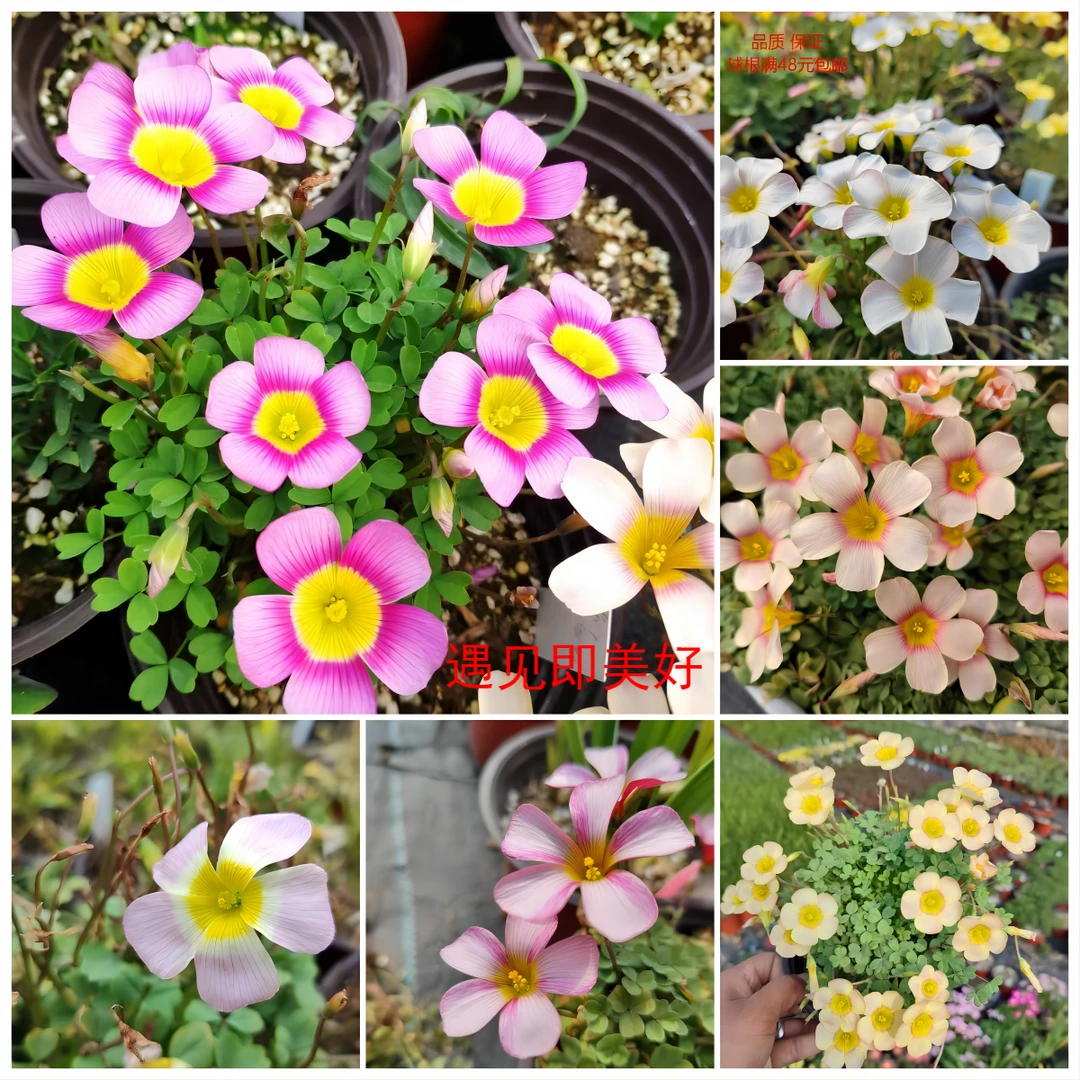 【25年新品 ob酢合集3 】酢浆草 秋植幸运草复古冰山绢蝶闪烁多品种