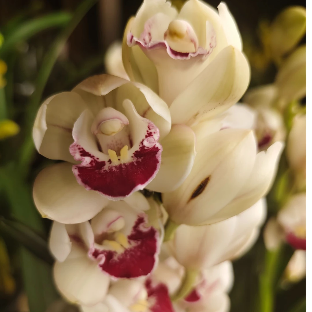 【诱惑大花惠兰】客订厅室内办公室好养植物