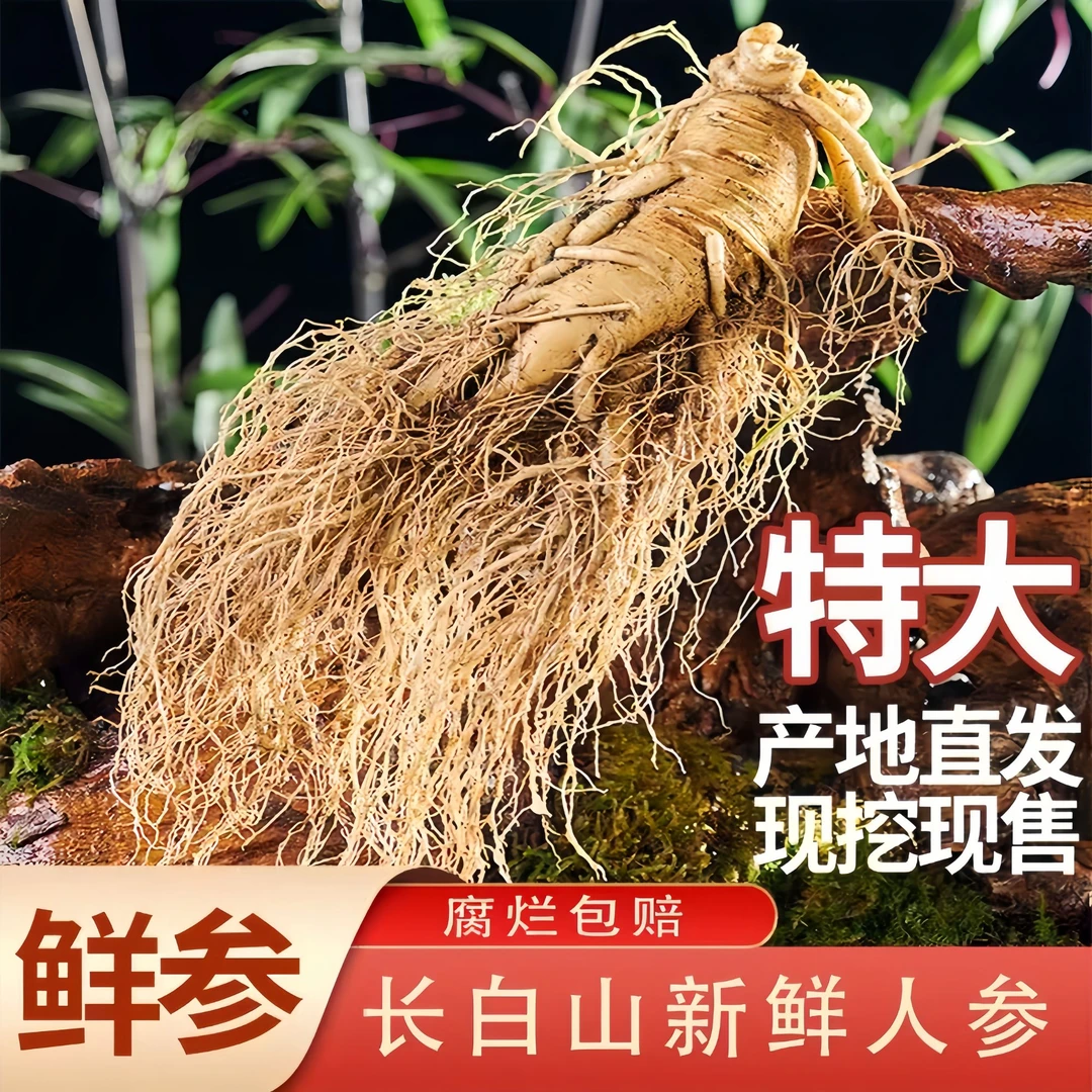 长白山现挖新鲜大人参【高年头老参王】单只150克送礼泡酒滋补