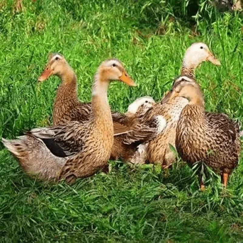农家散养土鸭仔 鸭子1只