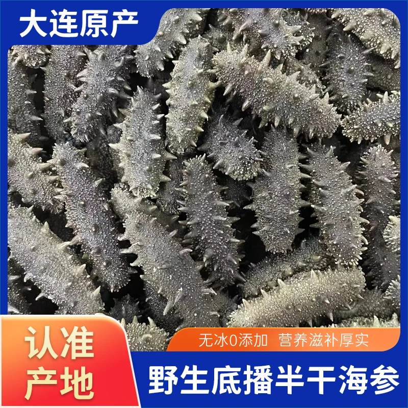 大连半干底播拉缸盐20-50头左右大火海参装劲道厚实营养天然大海