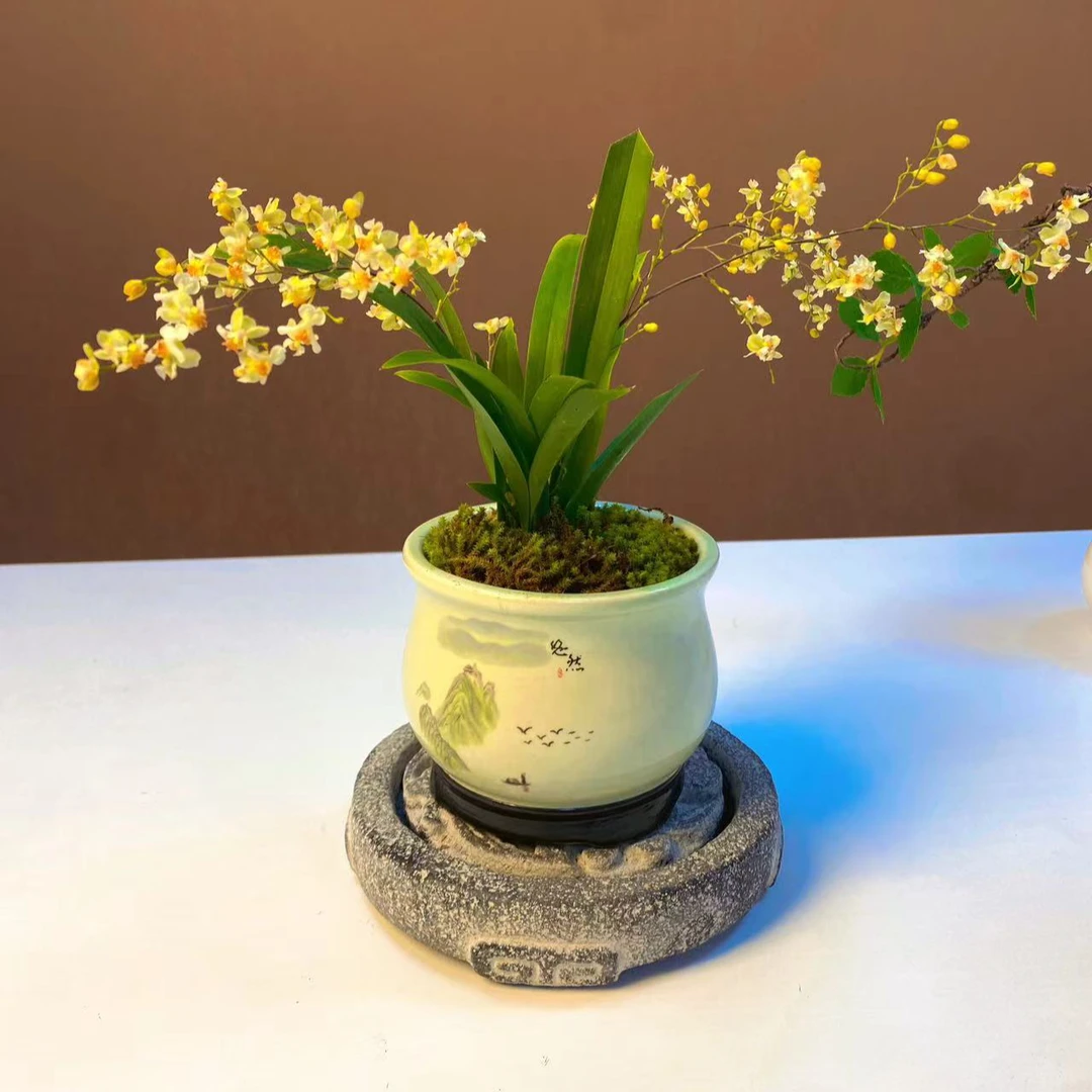 梦香兰文心兰浅黄色花苔藓球室内客厅茶几卧室花卉年宵花