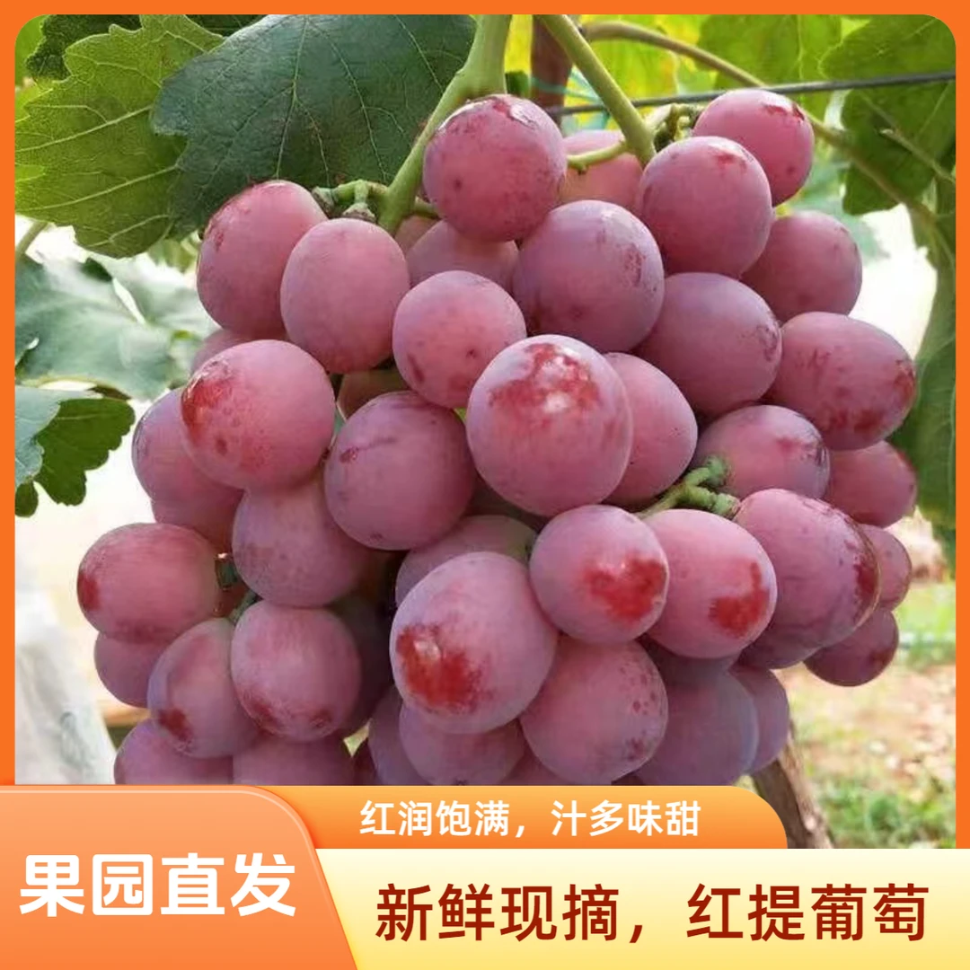 正宗陕西红提应季新鲜采摘绿色葡萄果园直发香甜多汁饱满优质快递