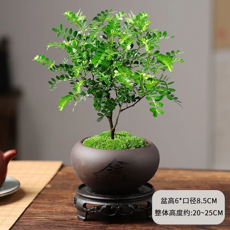 清香胡椒木盆栽植物室内驱蚊子客厅四季常青办公桌微景观花卉绿植
