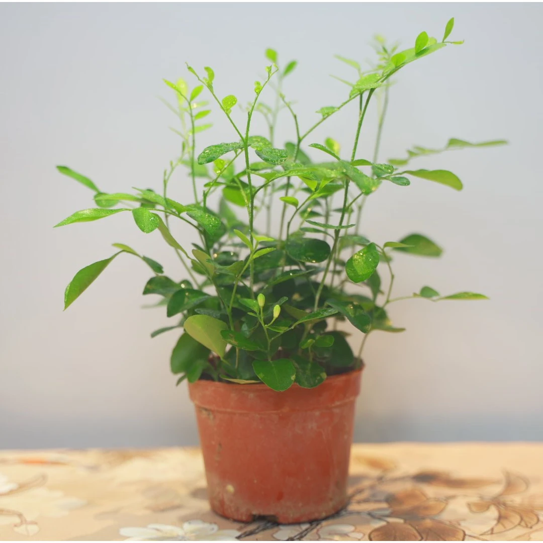 【基地直发】九里香 室内外桌摆好养精致小盆栽