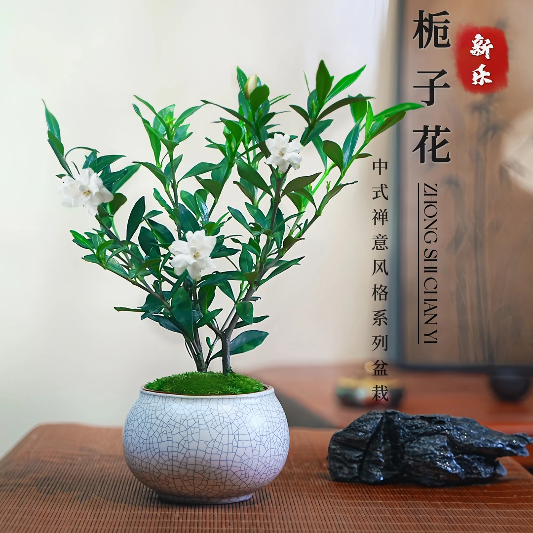 小叶栀子花四季盆栽植物室内好养易活办公桌带盆小景观开花小绿植