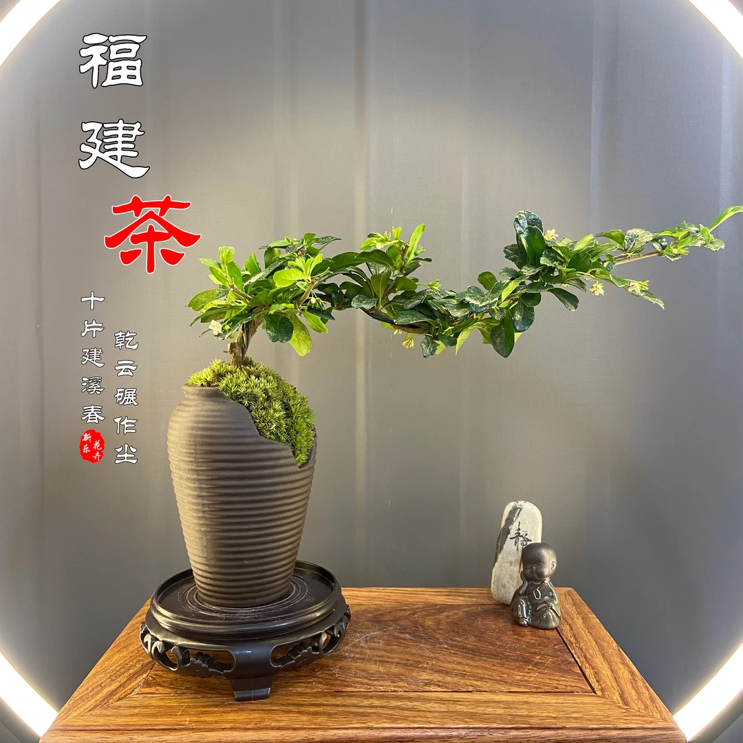 【悬崖临水】飘枝造型福建茶原盆土干净简约陶瓷盆易养易活趣味