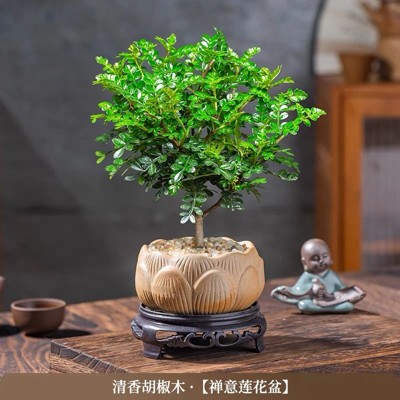 清香胡椒木盆栽植物室内驱蚊子客厅四季常青办公桌微景观花卉绿植