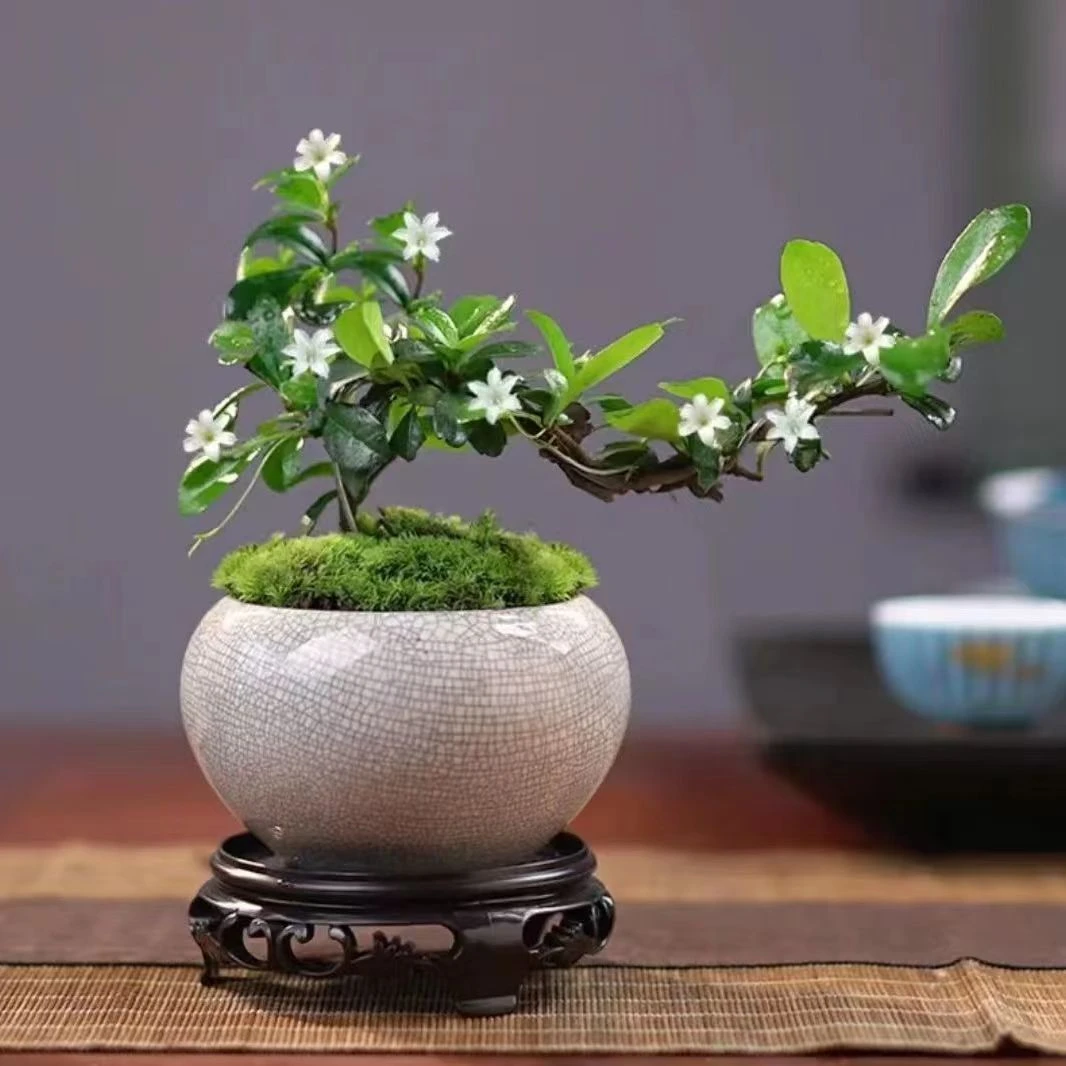 【基地直发】福建茶悬崖飘枝盆景/两年苗/原盆原土/易养易活趣味