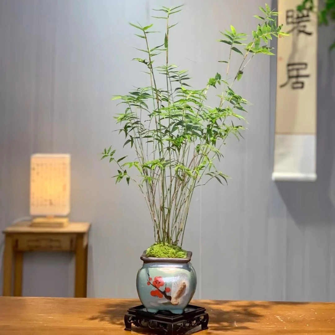 米竹盆栽植物苔藓球室内微景观米好养易活凤尾竹观音竹客厅盆景