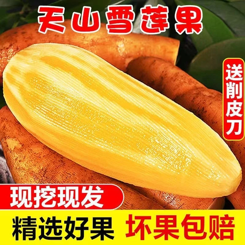 云南天山雪莲果现挖新鲜水果土特产低糖当季黄心脆甜多汁