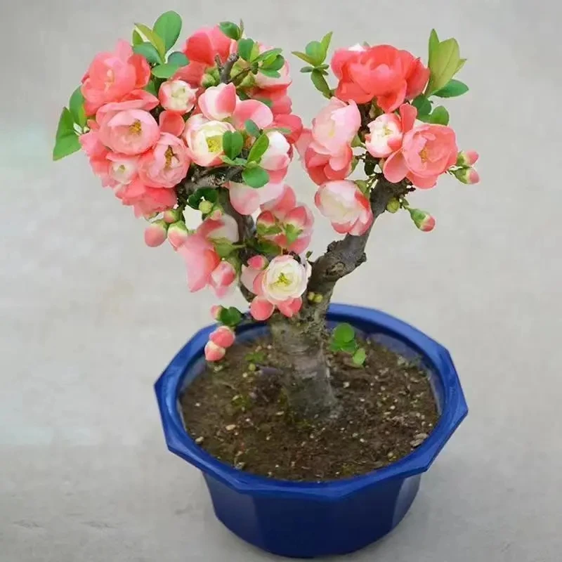 彩云飞彩玉绿宝石世界一海棠