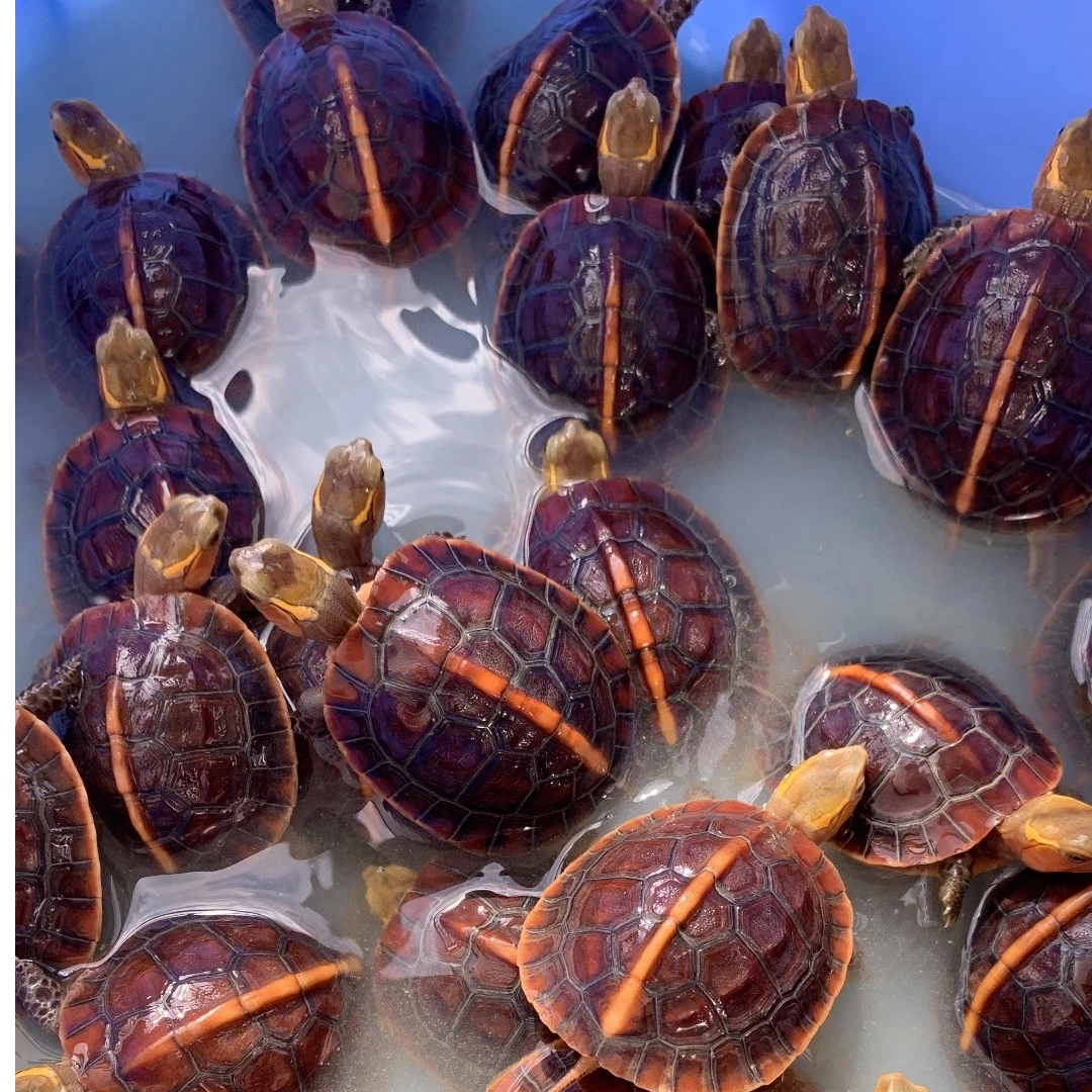 宠物半水龟黄缘龟安缘台缘观赏小乌龟