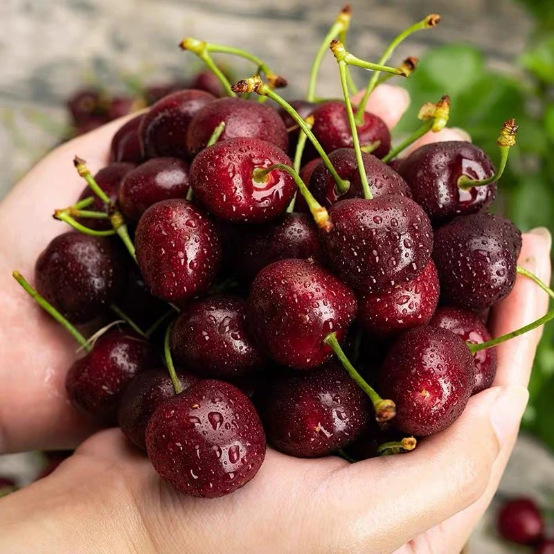 （原装五斤 A1顺丰包邮）装智利桑提娜车厘子JJJJ黑车原箱