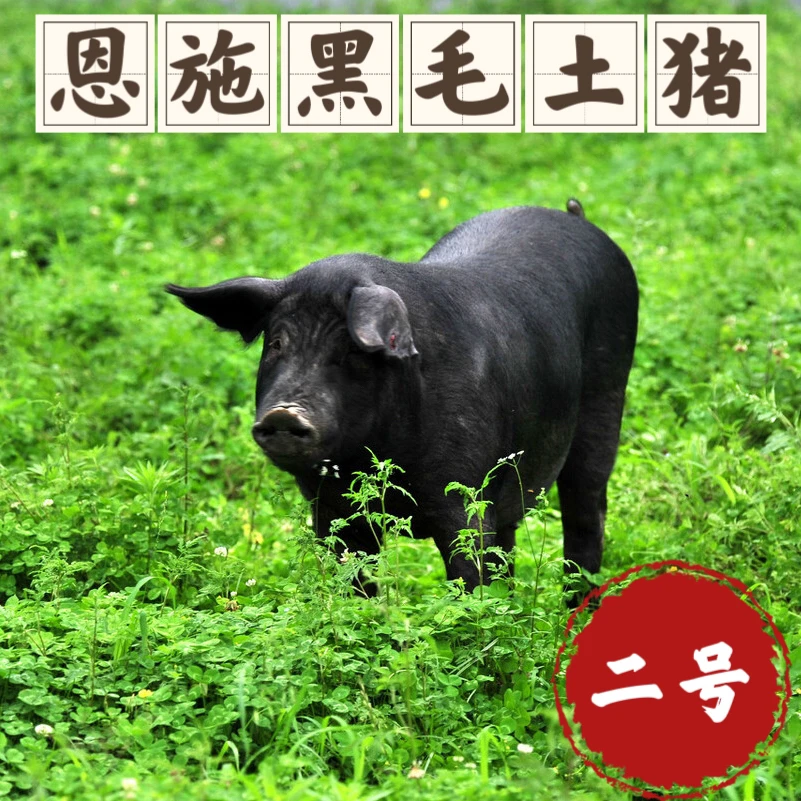 【侗乡晴姐】黑毛土猪肉 粮食猪一称一拍