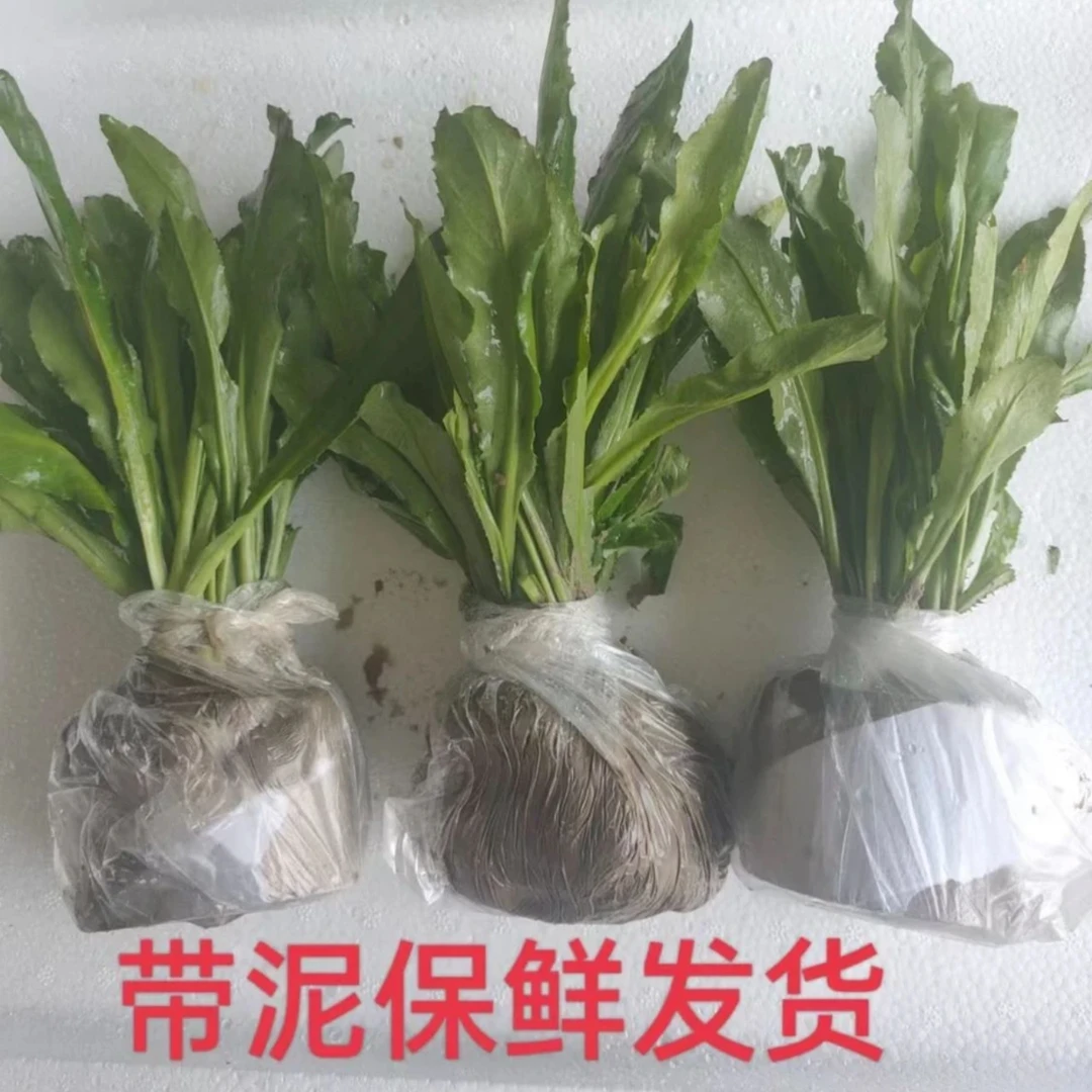 云南香菜鱼生芫茜云南香菜大芫西老缅香料苗带土柠檬树保湿发货
