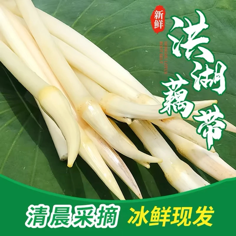 顺丰包邮洪湖新鲜藕带藕尖先挖先发藕肠子藕梢子脆嫩清甜采摘健康