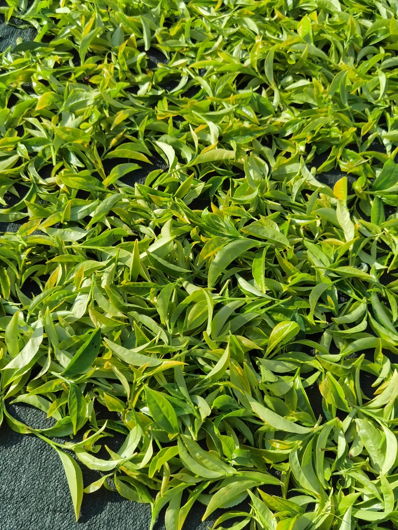 凤凰单丛蜜兰香袋装（福利款）