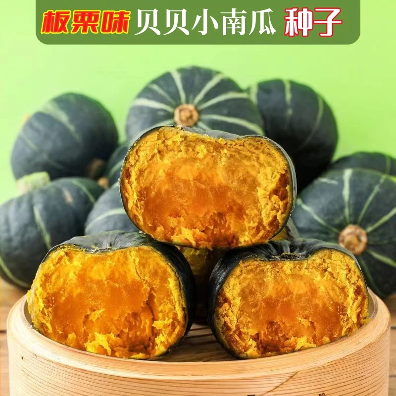 绿贝贝小南瓜种子迷你高产板栗味香甜四季种植蔬菜种子籽
