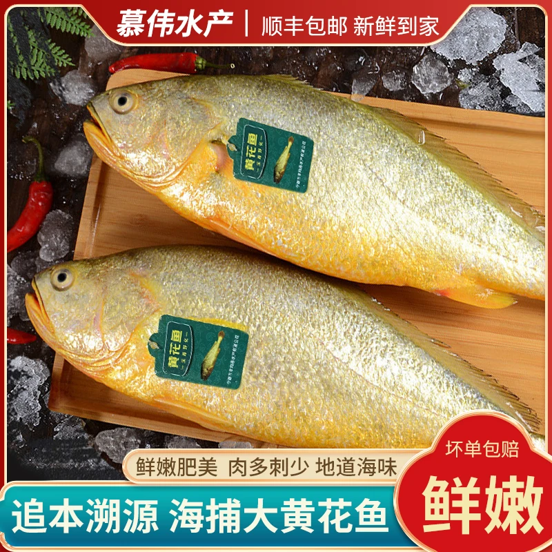 【大黄花鱼四条装】4-4.3斤新鲜优选整条深海黄鱼水产独立包装