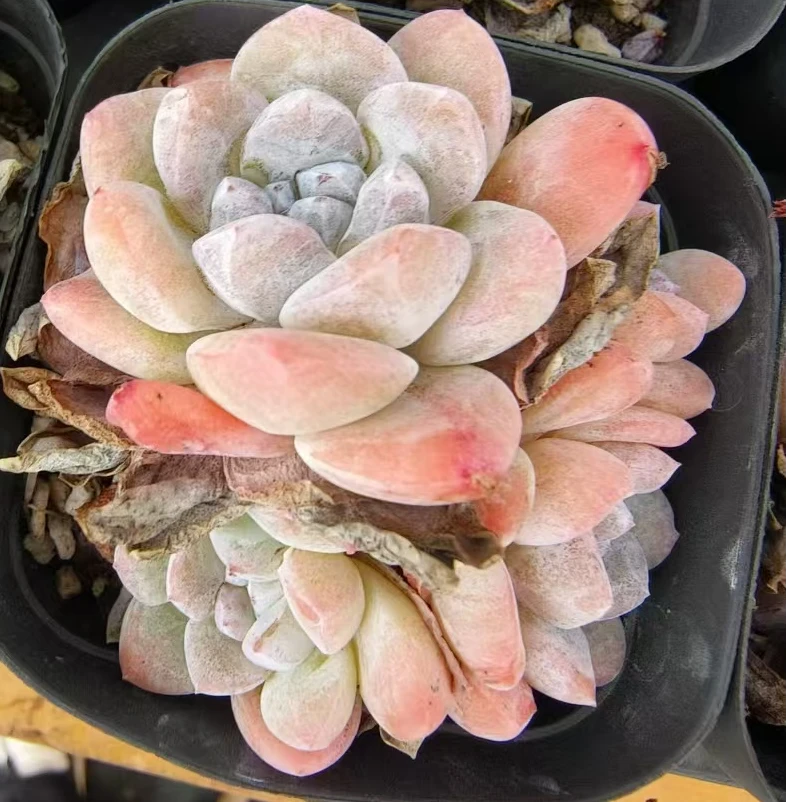 冰玉群  好看好养  阳台多肉盆栽