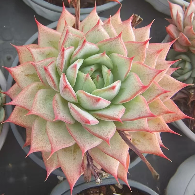 林杰安娜 冠幅5公分左右  办公室多肉盆栽  好看好养