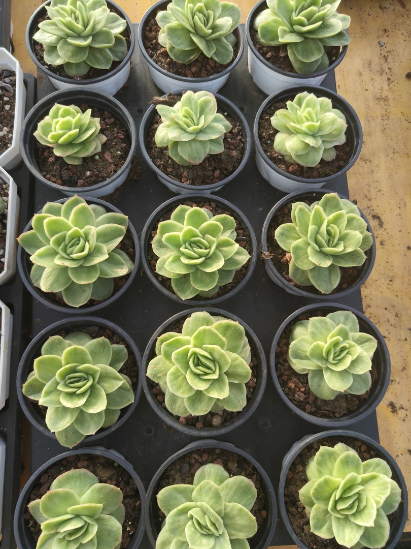 冰玫瑰锦  阳台办公室多肉盆栽