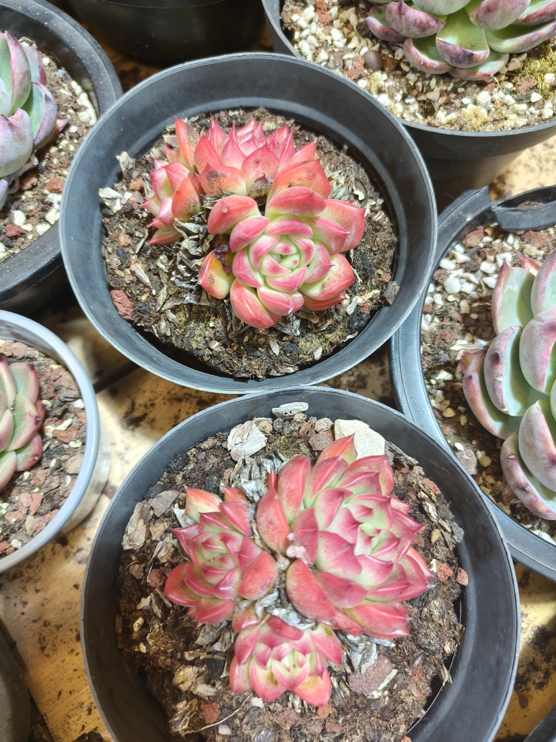 多头弗诺瑞安娜阳台多肉盆栽