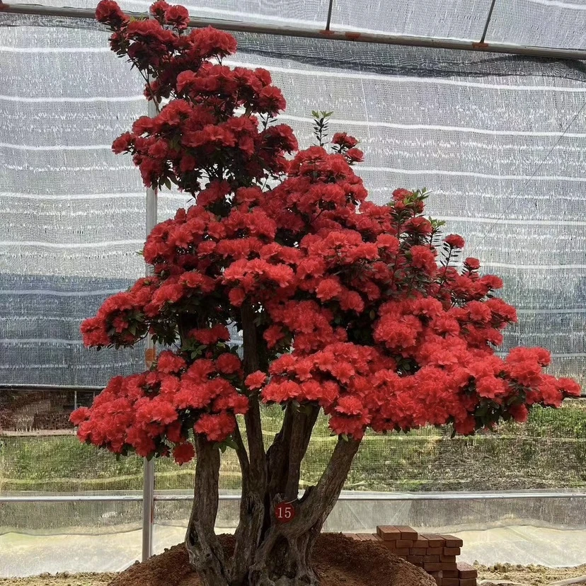 包打木架不包邮」杜鹃花盆栽地栽老桩嫁接好养易活可室内可室外
