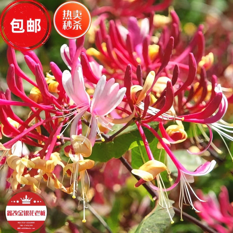 金银花老桩盆景造型桩阳台庭院盆栽地栽金银花绿色美观园林绿化