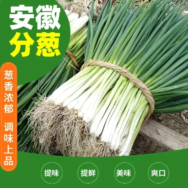 现挖现发新鲜安徽分葱农家自种白皮葱带根可栽种大葱小香葱3斤5斤