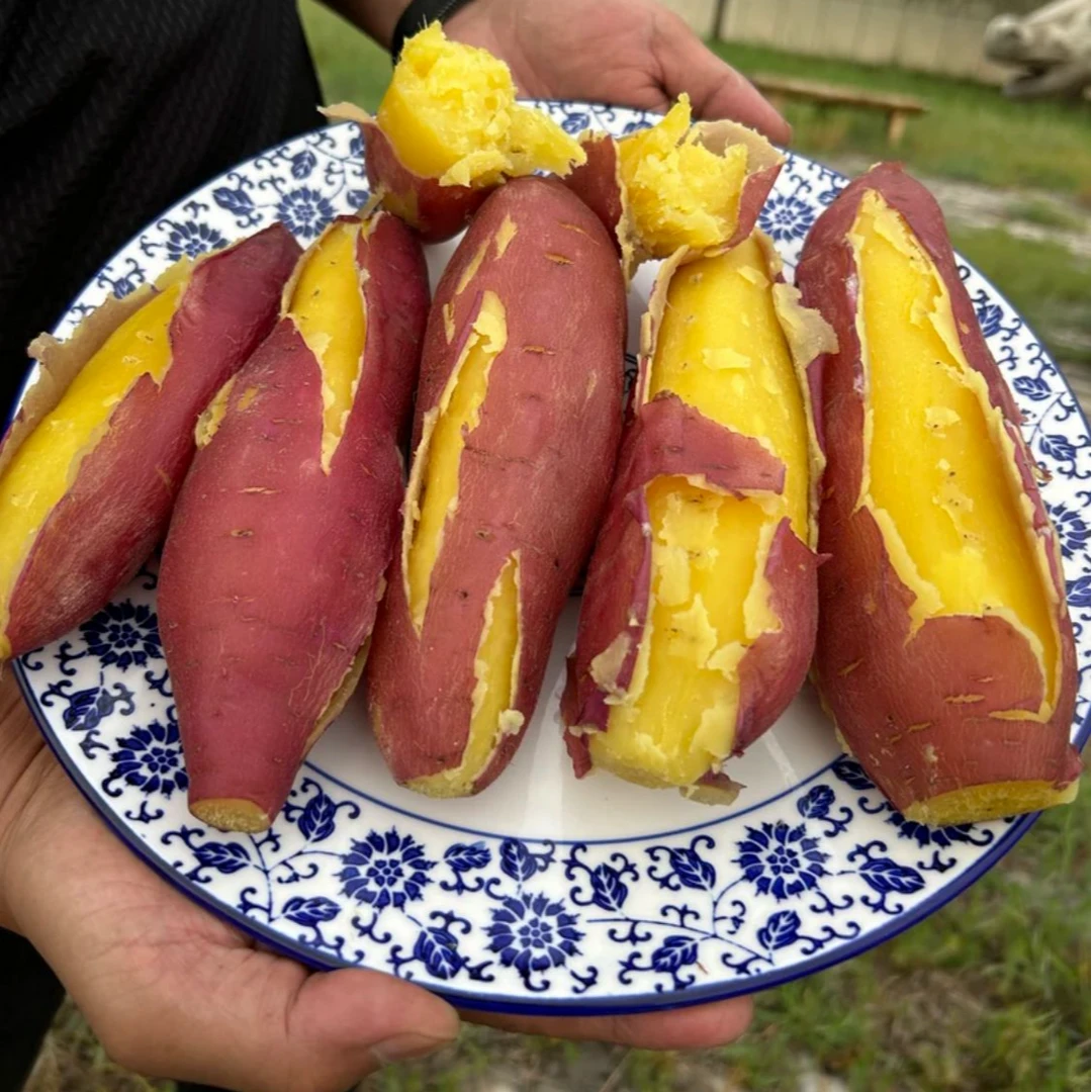 宁夏沙土地高原板栗红薯地瓜 红薯10斤一箱 红薯直播板栗红薯