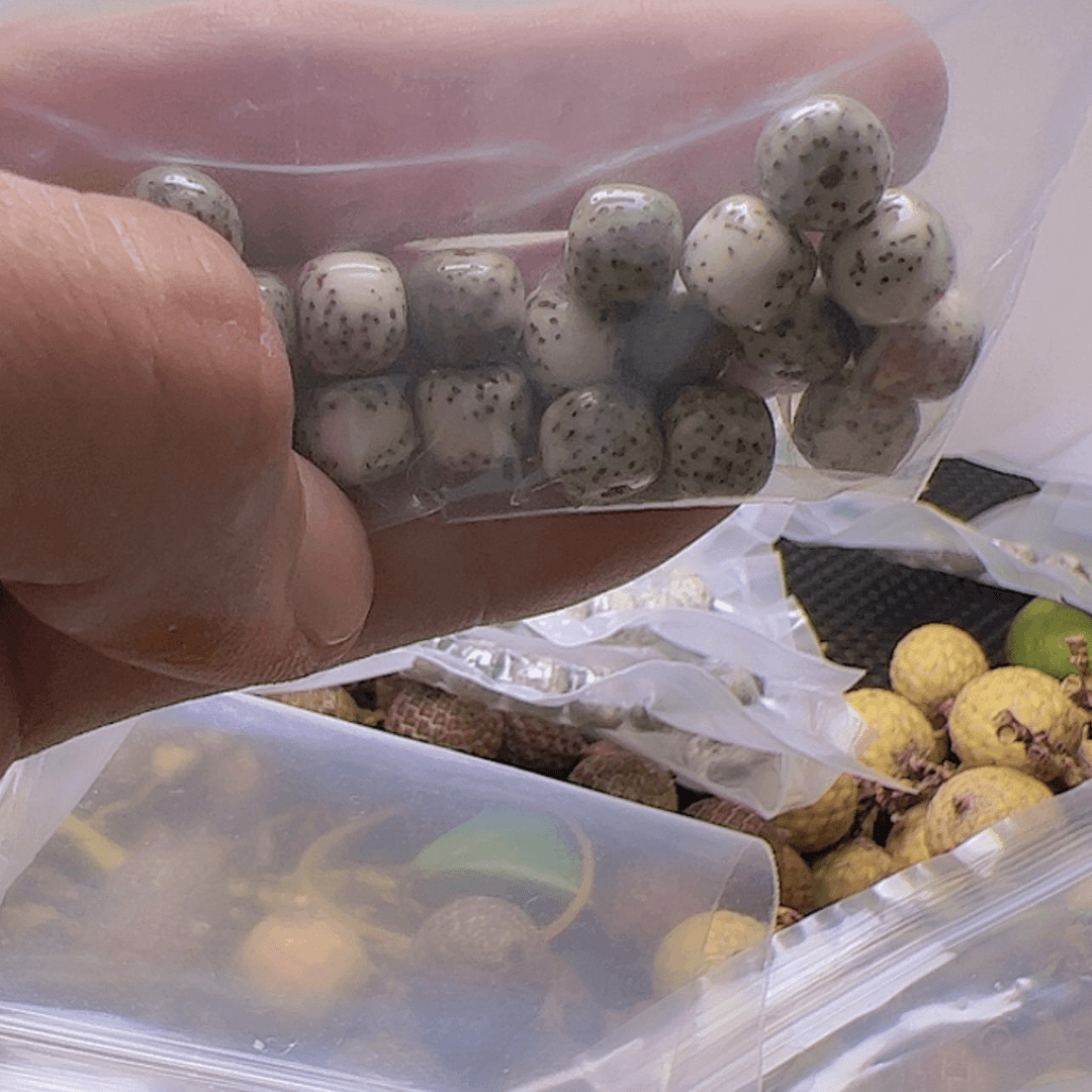 【闪购商品】星月菩提吊坠9x8河豚