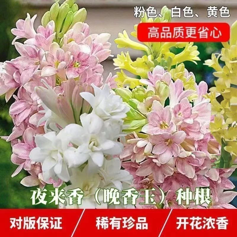 重瓣晚香玉种球夜来香大花球根浓香型多年生室内庭院阳台盆栽花卉