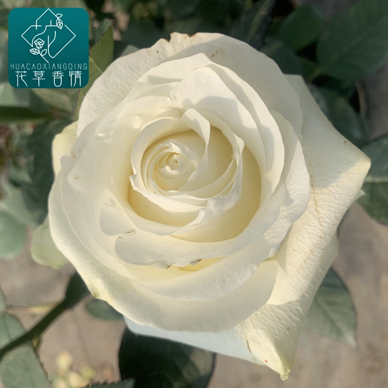 新品白巧克力月季玫瑰特大花苗切花盆栽四季灌木庭院阳台花卉植物