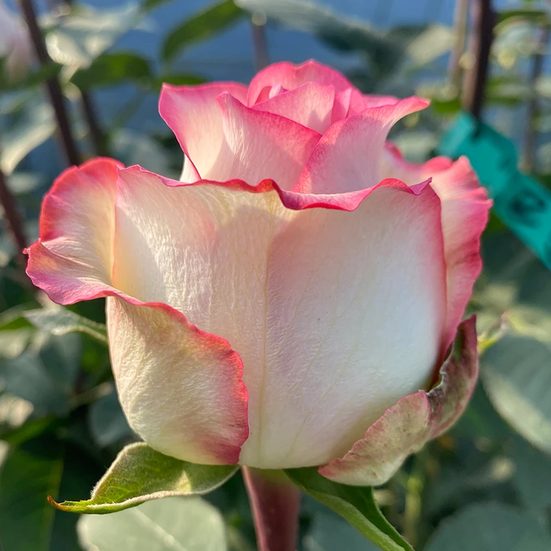 朱米莉亚艾莎玫瑰花苗盆栽特大花浓香月季苗庭院四季花卉鲜花植物