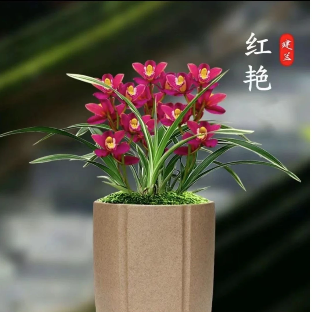兰花苗建兰 浓香【金边红艳】室内浓香盆栽花卉夏秋开花生长