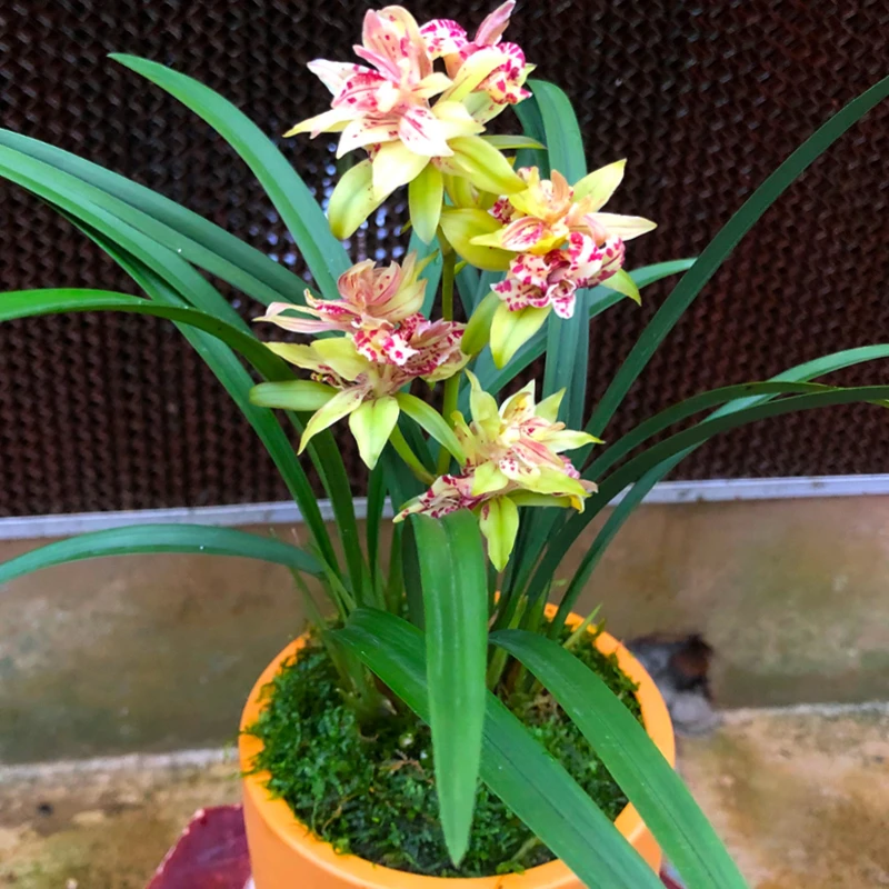 建兰 富山奇蝶 客厅盆栽花卉绿植兰草开花实物鲜活