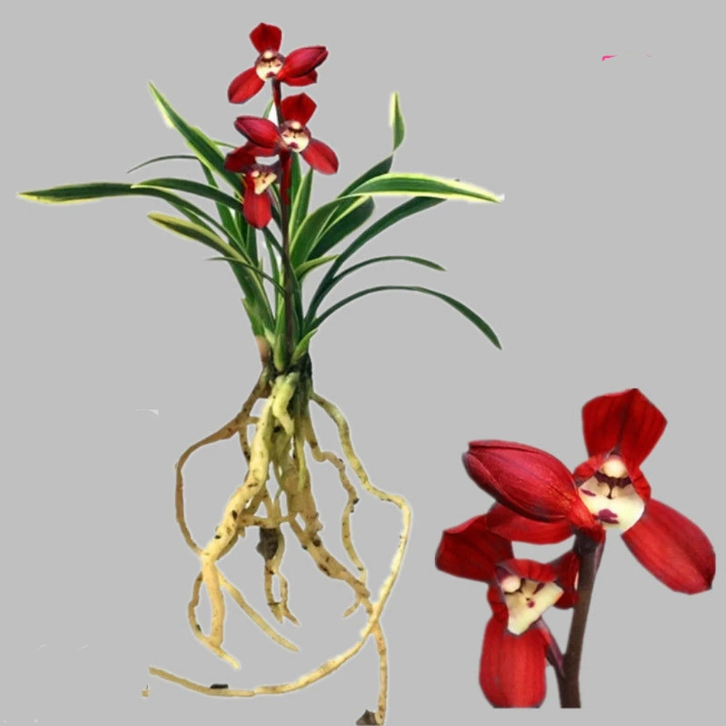 春季夏秋养兰开花种植建兰 金边（圣荷 ）浓香型兰花花卉绿植客厅