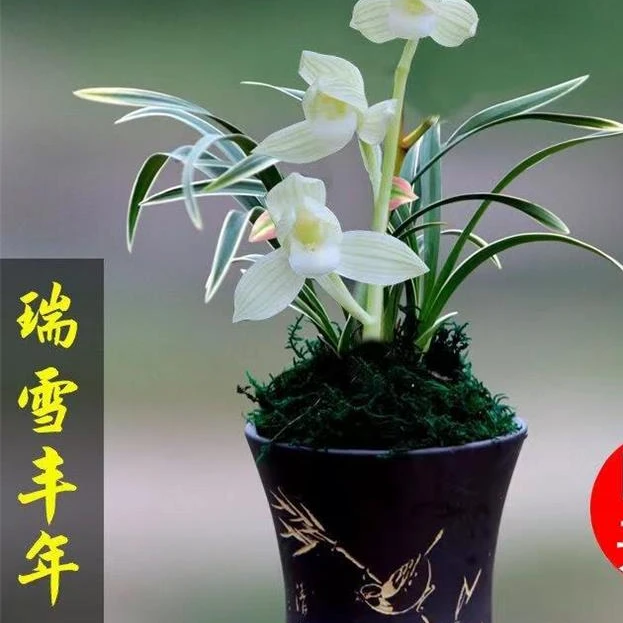 瑞雪丰年兰花盆栽 超修剪香金边浓香四季花卉好养易开花卉盆栽